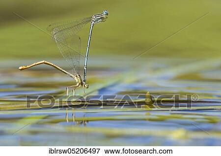 Stock Photo - White-legged damselfly (Platycnemis pennipes), couple, oviposition, Lower Saxony, Germany, Europe. Fotosearch