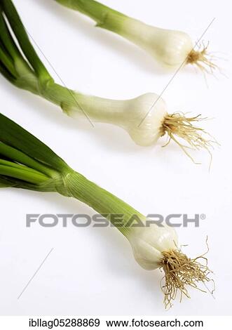 White onion (Allium cepa), vegetable against white background View Large Photo Image Stock Photo - White onion (Allium cepa), vegetable against white background. Fotosearch
