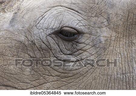 Stock Photography - White rhinoceros (Ceratotherium simum), Namibia, Africa. Fotosearch
