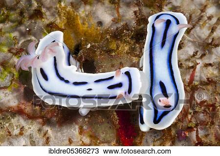 Stock Image - White splendid star snail, Chromodoris lochi, Florida Islands, Solomon Islands, Oceania. Fotosearch