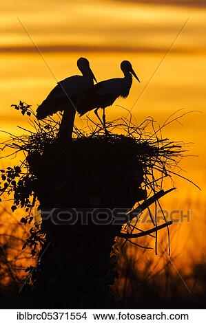 White stork (Ciconia ciconia), Germany, Europe View Large Photo Image Picture - White stork (Ciconia ciconia), Germany, Europe. Fotosearch