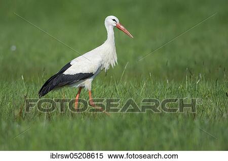 White Stork (Ciconia ciconia), Lower Saxony, Germany, Europe View Large Photo Image Stock Photography - White Stork (Ciconia ciconia), Lower Saxony, Germany, Europe. Fotosearch