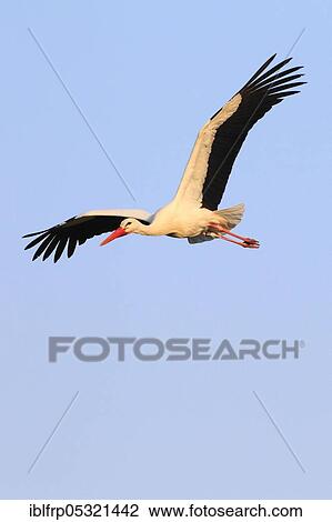 Stock Image - White stork ( Ciconia ciconia), exempted, Oetwil am See, Zurich, Switzerland, Europe. Fotosearch