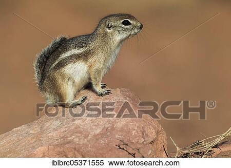Stock Photography - White-tailed antelope squirrel (Ammospermophilus leucurus), Utah, USA, North America. Fotosearch