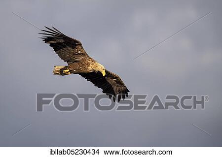 White-tailed eagle (Haliaeetus albicilla), Lusatia, Saxony, Germany, Europe View Large Photo Image Picture - White-tailed eagle (Haliaeetus albicilla), Lusatia, Saxony, Germany, Europe. Fotosearch