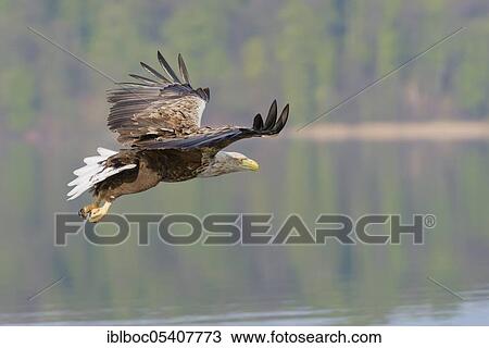 White-tailed Eagle (Haliaeetus albicilla), Mecklenburg-Western Pomerania, Germany, Europe View Large Photo Image Stock Image - White-tailed Eagle (Haliaeetus albicilla), Mecklenburg-Western Pomerania, Germany, Europe. Fotosearch