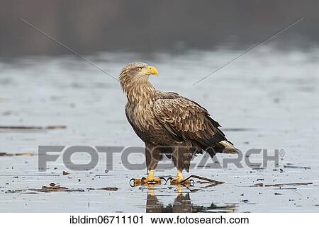 White-tailed eagle (Haliaeetus albicilla), on the ice of a frozen lake, Brandenburg, Germany, Europe View Large Photo Image Stock Image - White-tailed eagle (Haliaeetus albicilla), on the ice of a frozen lake, Brandenburg, Germany, Europe. Fotosearch