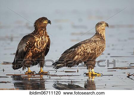 Stock Image - White-tailed eagle (Haliaeetus albicilla), young eagles on the ice of a frozen lake, Brandenburg, Germany, Europe. Fotosearch