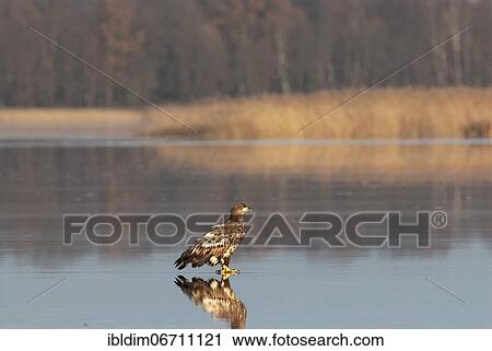 White-tailed eagle (Haliaeetus albicilla), young bird on the ice of a frozen lake, Brandenburg, Germany, Europe View Large Photo Image Stock Image - White-tailed eagle (Haliaeetus albicilla), young bird on the ice of a frozen lake, Brandenburg, Germany, Europe. Fotosearch