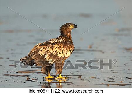White-tailed eagle (Haliaeetus albicilla), young bird on the ice of a frozen lake, Brandenburg, Germany, Europe View Large Photo Image Stock Image - White-tailed eagle (Haliaeetus albicilla), young bird on the ice of a frozen lake, Brandenburg, Germany, Europe. Fotosearch