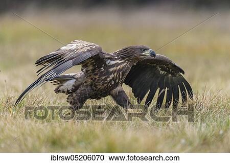 White-tailed Eagle (Haliaeetus albicilla), Poland, Europe View Large Photo Image Stock Image - White-tailed Eagle (Haliaeetus albicilla), Poland, Europe. Fotosearch