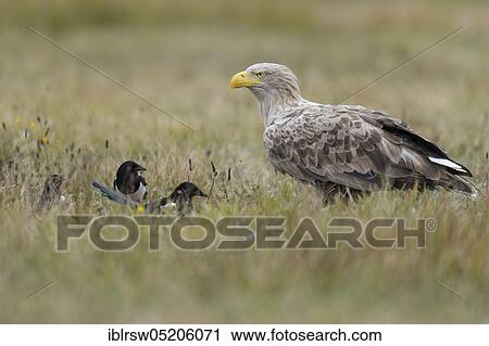 Stock Image - White-tailed Eagle (Haliaeetus albicilla), Poland, Europe. Fotosearch