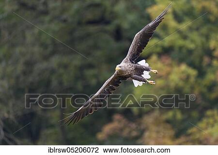 Stock Image - White-tailed Eagle (Haliaeetus albicilla), Poland, Europe. Fotosearch