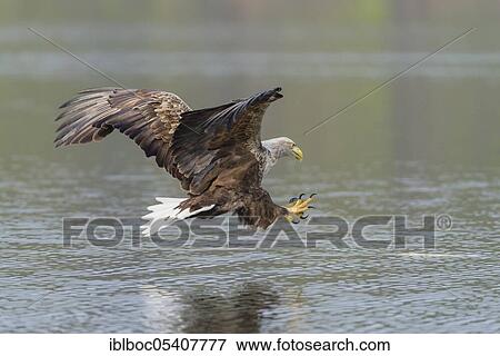White-tailed Eagle (Haliaeetus albicilla), Mecklenburg-Western Pomerania, Germany, Europe View Large Photo Image Stock Photo - White-tailed Eagle (Haliaeetus albicilla), Mecklenburg-Western Pomerania, Germany, Europe. Fotosearch