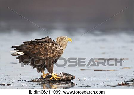 White-tailed eagle (Haliaeetus albicilla), with captured carp, on ice of a frozen lake, Brandenburg, Germany, Europe View Large Photo Image Stock Photo - White-tailed eagle (Haliaeetus albicilla), with captured carp, on ice of a frozen lake, Brandenburg, Germany, Europe. Fotosearch