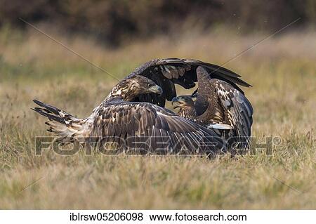 White-tailed Eagle (Haliaeetus albicilla), Poland, Europe View Large Photo Image Stock Photo - White-tailed Eagle (Haliaeetus albicilla), Poland, Europe. Fotosearch