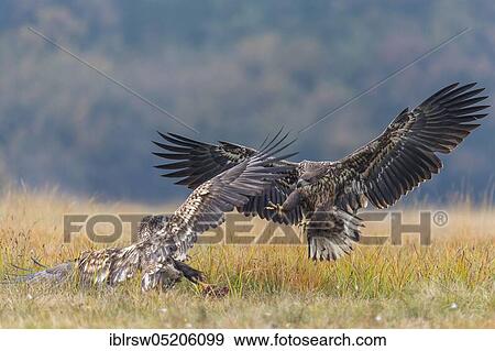 White-tailed Eagle (Haliaeetus albicilla), Poland, Europe View Large Photo Image Stock Photo - White-tailed Eagle (Haliaeetus albicilla), Poland, Europe. Fotosearch