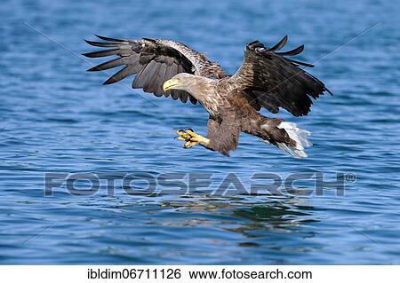 White-tailed eagle (Haliaeetus albicilla), in hunting flight, fishing white-tailed eagle, Brandenburg, Germany, Europe View Large Photo Image Stock Photograph - White-tailed eagle (Haliaeetus albicilla), in hunting flight, fishing white-tailed eagle, Brandenburg, Germany, Europe. Fotosearch