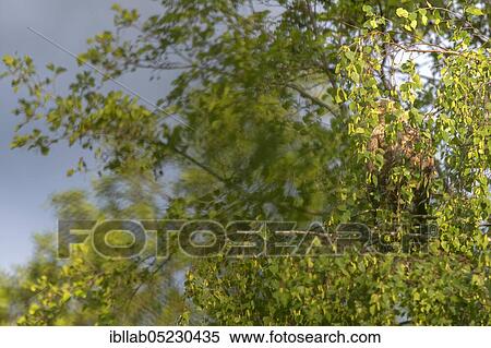 Stock Photography - White-tailed eagle (Haliaeetus albicilla), Lusatia, Saxony, Germany, Europe. Fotosearch