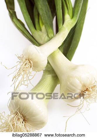 WHITE TWILLS (allium cepa), cut out View Large Photo Image Stock Photo - WHITE TWILLS (allium cepa), cut out. Fotosearch