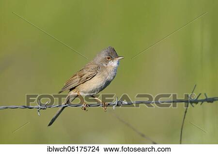 Whitethroat, adult male during mating season, morning, May, NSG Dingdener Heide, North Rhine-Westphalia, Germany, Europe View Large Photo Image Picture - Whitethroat, adult male during mating season, morning, May, NSG Dingdener Heide, North Rhine-Westphalia, Germany, Europe. Fotosearch