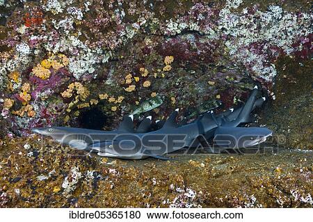 Whitetip Reef Shark (Triaenodon obesus) resting in Cave, Roca Partida, Revillagigedo Islands, Mexico, Central America View Large Photo Image Stock Image - Whitetip Reef Shark (Triaenodon obesus) resting in Cave, Roca Partida, Revillagigedo Islands, Mexico, Central America. Fotosearch