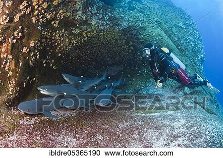 Whitetip Reef Shark (Triaenodon obesus) resting in Cave, Roca Partida, Revillagigedo Islands, Mexico, Central America View Large Photo Image Stock Image - Whitetip Reef Shark (Triaenodon obesus) resting in Cave, Roca Partida, Revillagigedo Islands, Mexico, Central America. Fotosearch