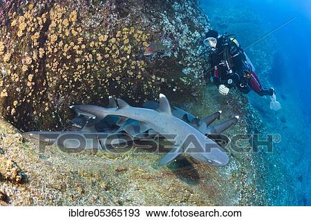 Whitetip Reef Shark (Triaenodon obesus) resting in Cave, Roca Partida, Revillagigedo Islands, Mexico, Central America View Large Photo Image Stock Image - Whitetip Reef Shark (Triaenodon obesus) resting in Cave, Roca Partida, Revillagigedo Islands, Mexico, Central America. Fotosearch