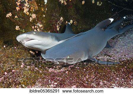 Stock Image - Whitetip Reef Shark (Triaenodon obesus) resting in Cave, Roca Partida, Revillagigedo Islands, Mexico, Central America. Fotosearch