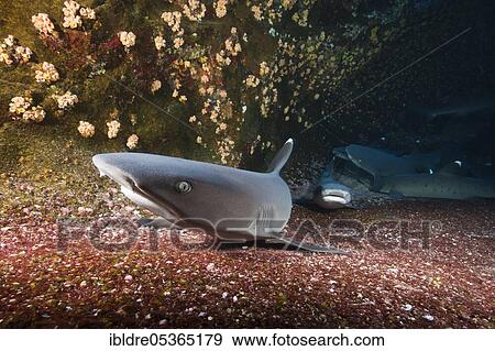 Stock Photo - Whitetip Reef Shark (Triaenodon obesus) resting in Cave, Roca Partida, Revillagigedo Islands, Mexico, Central America. Fotosearch