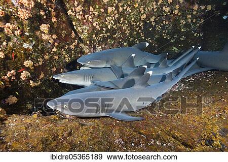 Whitetip Reef Shark (Triaenodon obesus) resting in Cave, Roca Partida, Revillagigedo Islands, Mexico, Central America View Large Photo Image Stock Photo - Whitetip Reef Shark (Triaenodon obesus) resting in Cave, Roca Partida, Revillagigedo Islands, Mexico, Central America. Fotosearch
