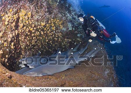 Whitetip Reef Shark (Triaenodon obesus) resting in Cave, Roca Partida, Revillagigedo Islands, Mexico, Central America View Large Photo Image Stock Photo - Whitetip Reef Shark (Triaenodon obesus) resting in Cave, Roca Partida, Revillagigedo Islands, Mexico, Central America. Fotosearch