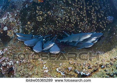 Stock Photo - Whitetip Reef Shark (Triaenodon obesus) resting in Cave, Roca Partida, Revillagigedo Islands, Mexico, Central America. Fotosearch