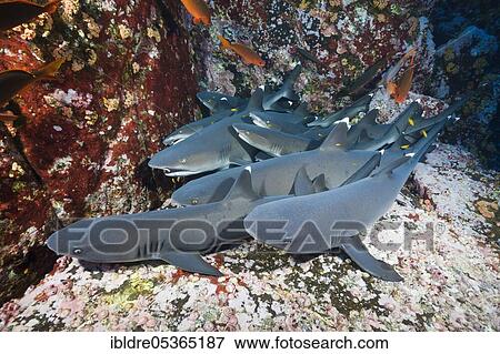Stock Photo - Whitetip reef sharks (Triaenodon obesus) resting in rock crevice, Roca Partida, Revillagigedo Islands, Mexico, Central America. Fotosearch