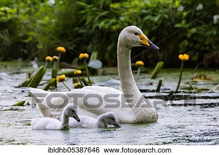 Whooper swan (Cygnus cygnus) and young birds, Schleswig-Holstein, Germany, Europe View Large Photo Image Stock Photograph - Whooper swan (Cygnus cygnus) and young birds, Schleswig-Holstein, Germany, Europe. Fotosearch