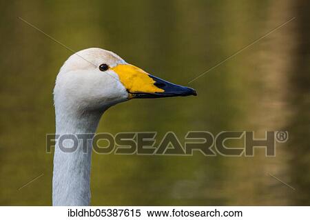 Stock Photography - Whooper swan (Cygnus cygnus), Schleswig-Holstein, Germany, Europe. Fotosearch
