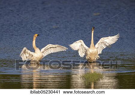 Whooper swans (Cygnus cygnus), Lusatia, Saxony, Germany, Europe View Large Photo Image Stock Image - Whooper swans (Cygnus cygnus), Lusatia, Saxony, Germany, Europe. Fotosearch