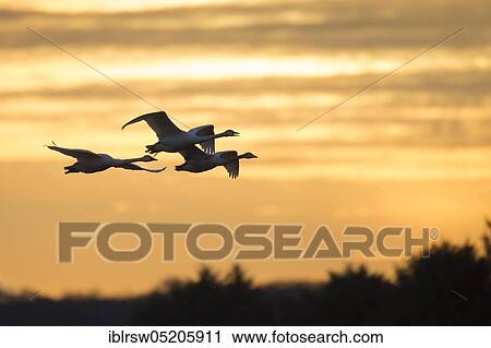 Whooper swans (Cygnus cygnus) Goldenstedter Moor, Lower Saxony, Germany, Europe View Large Photo Image Stock Image - Whooper swans (Cygnus cygnus) Goldenstedter Moor, Lower Saxony, Germany, Europe. Fotosearch