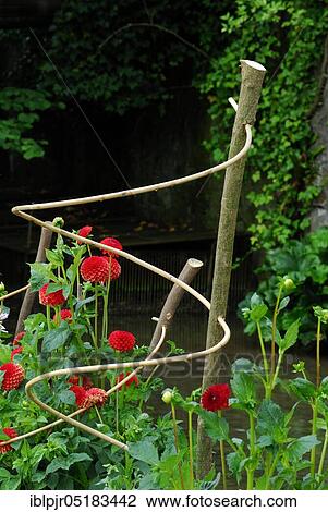 Stock Image - Wicker support for flowers, dahlias, support aid. Fotosearch