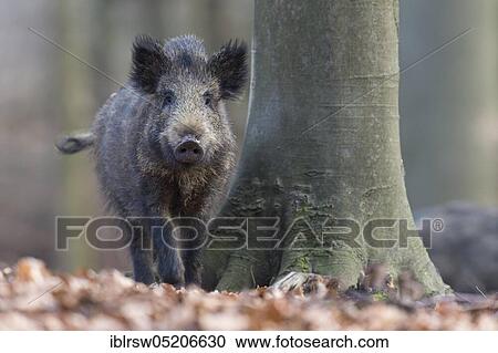 Wild Boar (Sus scrofa) View Large Photo Image Stock Image - Wild Boar (Sus scrofa). Fotosearch
