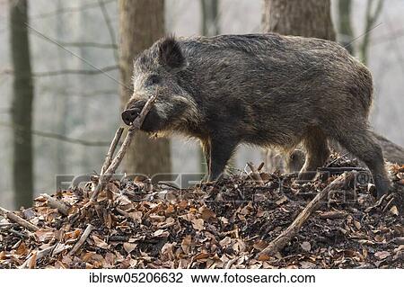 Wild Boar (Sus scrofa) View Large Photo Image Stock Image - Wild Boar (Sus scrofa). Fotosearch