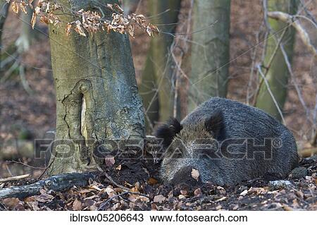 Stock Image - Wild Boar (Sus scrofa). Fotosearch