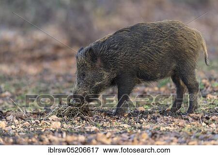 Stock Photo - Wild Boar (Sus scrofa). Fotosearch