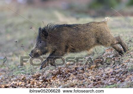 Wild Boar (Sus scrofa) View Large Photo Image Stock Photo - Wild Boar (Sus scrofa). Fotosearch