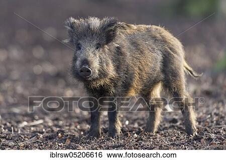 Wild Boar (Sus scrofa) View Large Photo Image Stock Photograph - Wild Boar (Sus scrofa). Fotosearch