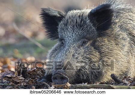 Wild Boar (Sus scrofa) View Large Photo Image Stock Photograph - Wild Boar (Sus scrofa). Fotosearch