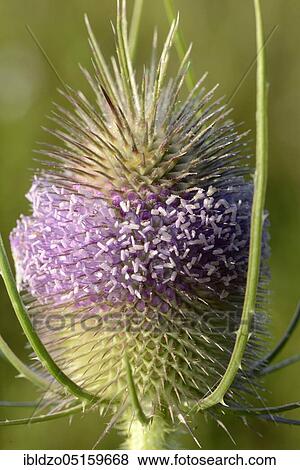 Stock Photo - Wild carp (Dipsacus sylvestris) (Dipsacus silvestris) (Dipsacus fullonum), Fuller's tea. Fotosearch