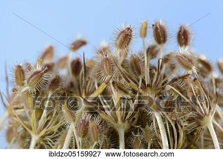 Wild carrot (Daucus carota), fruiting View Large Photo Image Stock Photo - Wild carrot (Daucus carota), fruiting. Fotosearch