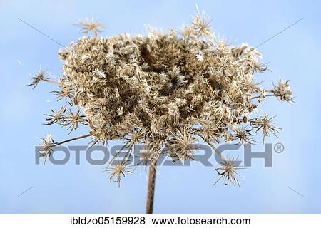 Wild carrot (Daucus carota), fruiting View Large Photo Image Stock Photo - Wild carrot (Daucus carota), fruiting. Fotosearch