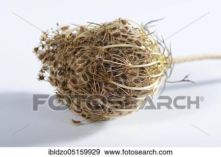 Wild carrot (Daucus carota), fruiting View Large Photo Image Stock Photo - Wild carrot (Daucus carota), fruiting. Fotosearch